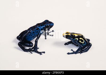 Ein blauer Giftfrosch, Dendrobates tinctorius azureus und ein färbender Giftfrosch, Dendrobates tinctorius, rechts. Stockfoto