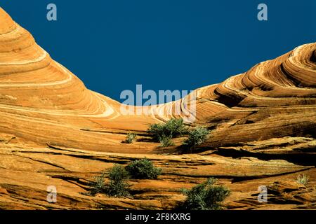 Streifenmuster im Navajo-Sandstein von North Coyote Buttes, Paria Canyon-Vermilion Cliffs Wilderness, Vermilion Cliffs National Monument, Arizona Stockfoto