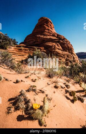 Ein Kaktus aus stacheligen Birnen blüht in North Coyote Buttes, Paria Canyon-Vermilion Cliffs Wilderness, Vermilion Cliffs National Monument, Arizona. Stockfoto