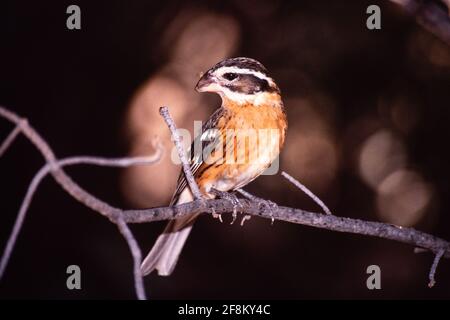 Ein unreifer, rosenreihiger Grosbeak, Pheucticus ludovicianus, thront in einem Baum. Stockfoto