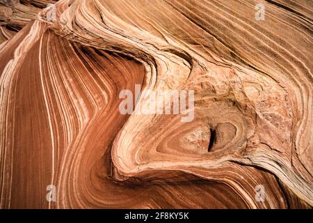 Das 'Eye of the Wave' ist ein Beispiel für weiche Sedimentdeformation in North Coyote Buttes, Paria Canyon-Vermilion Cliffs Wilderness und Vermilion Cliffs Na Stockfoto