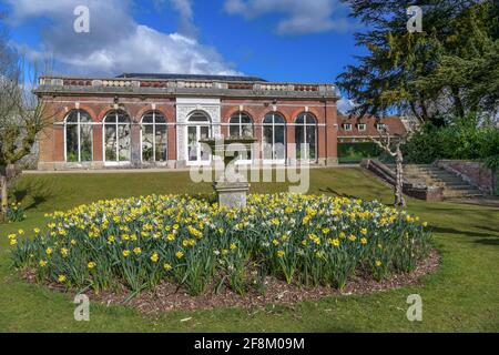 Daffodil-Ausstellung und Farnerie Ashridge House Hertfordshire England Stockfoto