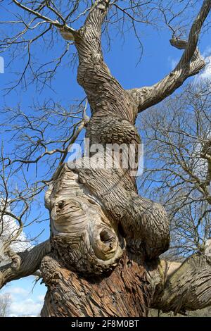 Ein außergewöhnlicher, verdrehter Baum, Ashridge House Gardens, Hertfordshire, England Stockfoto