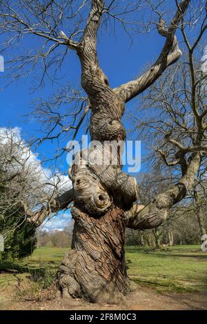 Außergewöhnlicher verdrehter Baum Ashridge House Gardens Hertfordshire England Stockfoto