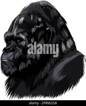 Gorilla Kopf Porträt aus einem Spritzer von Aquarell, farbige Zeichnung, realistisch. Vektordarstellung von Farben Stock Vektor