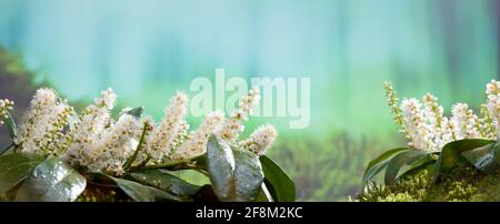 Prunus laurocerasus Blume im Wald Stockfoto