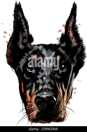 Dobermann-Kopfporträt aus einem Spritzer Aquarell, farbige Zeichnung, realistisch. Vektordarstellung von Farben Stock Vektor