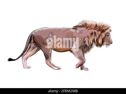Portrait of a lion from a splash of watercolor, hand drawn sketch. Vector illustration of paints Stock Vektor
