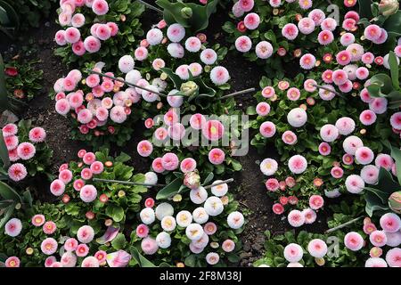 Bellis perennis pomponette ‘Bellissima Rose Bicolor’ Bellis bicolor – rosafarbene und weiße runde Blüten mit dicht gefrästen Blütenblättern, April, England, Großbritannien Stockfoto