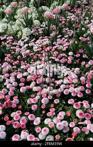 Bellis perennis pomponette ‘Bellissima Rose Bicolor’ Bellis bicolor – rosafarbene und weiße runde Blüten mit dicht gefrästen Blütenblättern, April, England, Großbritannien Stockfoto