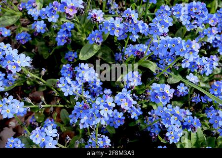 Myosotis sylvatica Blue Wood Forget-Me-nots - sternförmige blaue Blüten mit gelben und weißen Zentren, März, England, Großbritannien Stockfoto