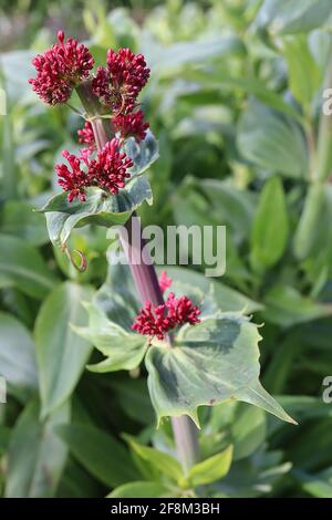 Centranthus ruber Red Baldrian – Knospende rote Blütenstände an hohen Stielen, April, England, Großbritannien Stockfoto