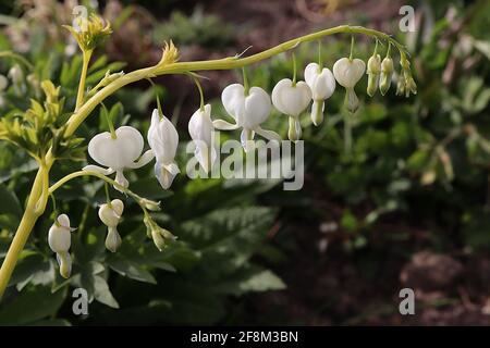 Lamprocapnos spectabilis ‘Alba’ Dicentra spectabilis Alba – weiße herzförmige Blüten mit farnem Laub, April, England, Großbritannien Stockfoto