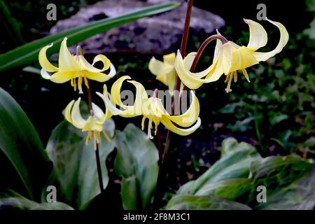 Erythronium ‘Pagode’ Dog’s Zahn violett – breite gelbe glockenförmige Blüten mit aufgebogenen Blütenblättern, April, England, Großbritannien Stockfoto