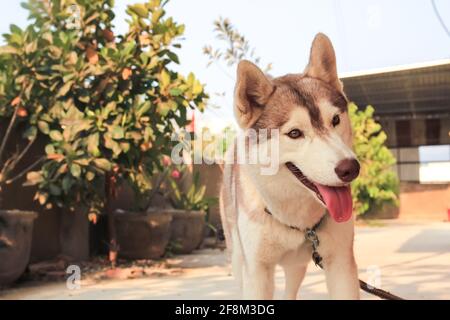 Nahaufnahme Husky Hund im Garten Stockfoto