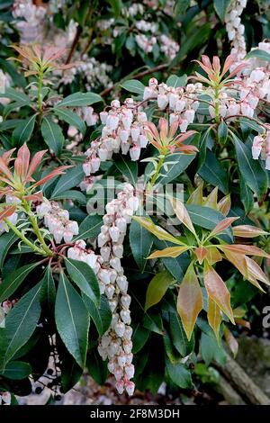 Pieris japonica ‘Forest Flame’ Japanische Pieries Forest Flame – rote Triebe, weiße, urnenförmige Blüten und melierte Blätter, April, England, Großbritannien Stockfoto