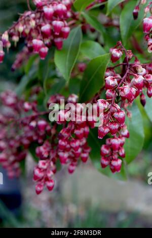 Pieris japonica ‘Passion’ Japanese Andromeda Passion – tiefrosa und weiße, urnenförmige Blüten mit hellgrünen Tepals und grünen Blättern, April, England Stockfoto