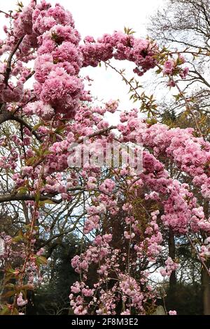 Prunus ‘Asano’ Asano Kirschblüte – Chrysantheme-blühende Cluster rosa Blüten, April, England, Großbritannien Stockfoto