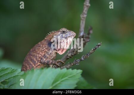 Gecko auf getrocknetem Ast - Nahaufnahme Stockfoto