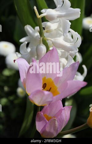 Tulipa saxatilis ‘Lilac Wonder’ Art Tulpe 15 saxatilis Lilac Wonder Tulpe - Fliederblätter, große gelbe Basis, April, England, UK Stockfoto