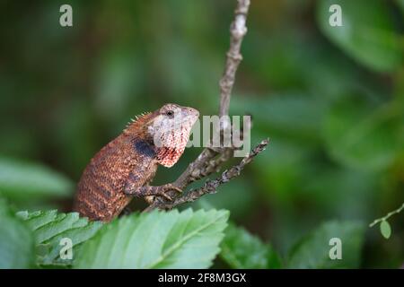 Gecko auf getrocknetem Ast - Nahaufnahme Stockfoto