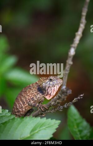 Gecko auf getrocknetem Ast - Nahaufnahme Stockfoto