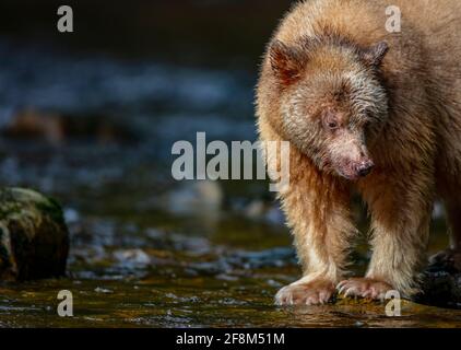 Spirituose (Kermode-Bär) im Regenwald von British Columbia in Kanada. Rezessives Gen eines Schwarzbären und nur in diesem Gebiet der Welt gefunden Stockfoto
