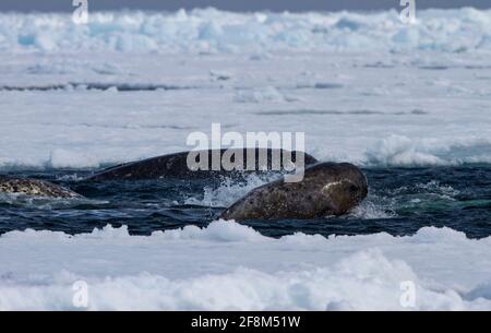 Narwal (Monodon monoceros) vor dem Schollen-Randeis der kanadischen Arktis in Admiralty Inlet, Baffin Island, Nunavut, Kanada. Todd Mintz Photography Stockfoto