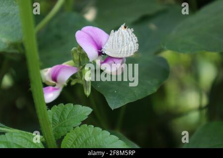 Nahaufnahme einer silbernen Farbe Fütterung des Gemeinen Cerulanschmetterlings Auf einer violetten Farbe wilde Blume Stockfoto