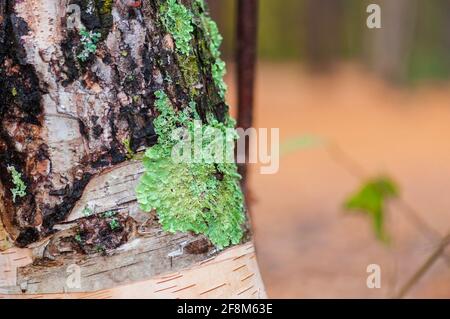 Gewöhnlicher Grünschild Lichen, Flavoparemelia caperata, auf einem Laubbaum in New England, USA. Stockfoto
