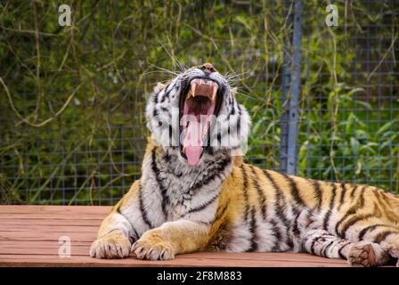 Sumatran Tiger im South Lakes Safari Zoo, ehemals South Lakes Wild Animal Park. 2013 zermalzte ein Tiger einen Zoomitarbeiter tödlich. Öffnen Sie den Mund Stockfoto