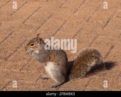 Graues Eichhörnchen auf einem Ziegelboden Stockfoto