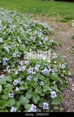 Ein Fleck wilder weiß-violetter Veilchen Stockfoto