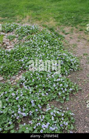 Ein Fleck wilder weiß-violetter Veilchen Stockfoto