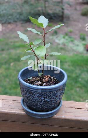 Eine kleine Topfpflanze aus Bay Laurel Stockfoto