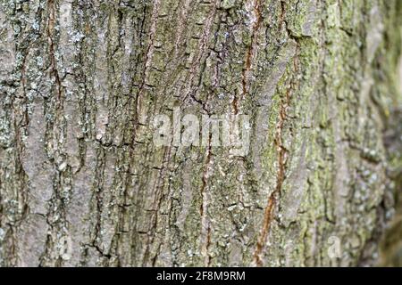 Nahaufnahme eines Baumstammes - Baumrindenstruktur Hintergrundbild Stockfoto