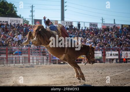 Homestead, Florida/USA - 26. Januar 2020: Jährliches Homestead Championship Rodeo, einzigartiges westliches Sportereignis. Bull Riding Wettbewerb auf Homestead. Stockfoto