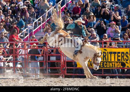 Homestead, Florida/USA - 26. Januar 2020: Jährliches Homestead Championship Rodeo, einzigartiges westliches Sportereignis. Bull Riding Wettbewerb auf Homestead. Stockfoto