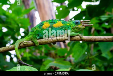 Männliches Kikuyu-Chamäleon, auch bekannt als Jacksons Dreihornchamäleon, im Regenwald des Bwindi Impenetrable National Park, Uganda. Stockfoto