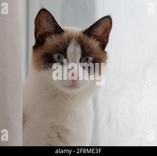 Colour Point Katze mit blauen Augen hinter dem Fenster sitzen. Nahaufnahme des Tierportraits. Stockfoto