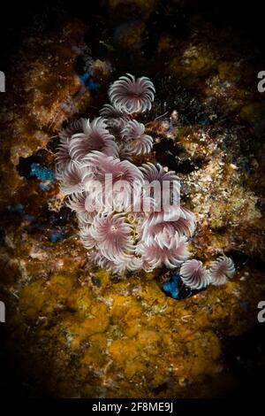 Staubwedel aus sozialen Federn (Bispira brunnea) Wurm auf dem Riff vor der niederländischen Karibikinsel Sint Maarten Stockfoto