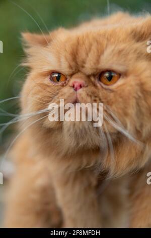 Selektiver Fokus einer ausgefallenen persischen Katze gegen eine verschwommene Hintergrund Stockfoto