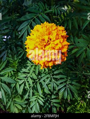 Ringelblume blüht im Garten Stockfoto
