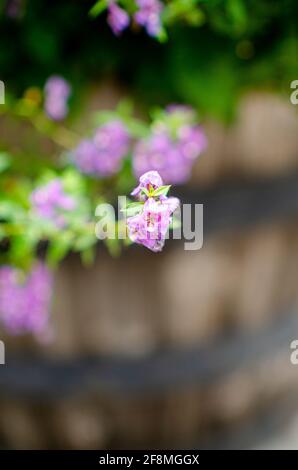 Lila Blume in Holzpflanzer mit grünen Blättern Stockfoto