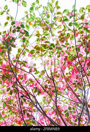 Blick unter einem blühenden rosafarbenen Dogwood-Baum mit blauem Himmel Stockfoto