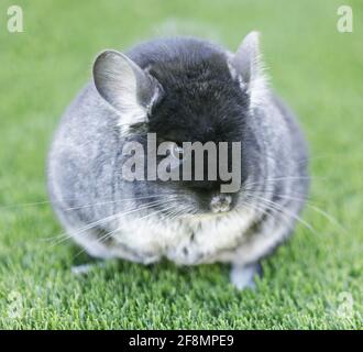 Inländische Chinchilla, die auf Gras steht und die Kamera anschaut. Stockfoto