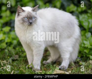 1-jährige männliche Ragdoll-Katze mit gewölbtem Rücken. Im Freien in Nordkalifornien. Stockfoto