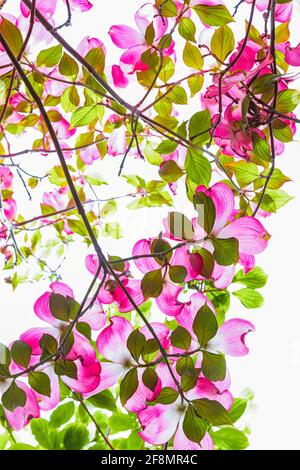 Blick unter einem blühenden rosafarbenen Dogwood-Baum mit blauem Himmel Stockfoto