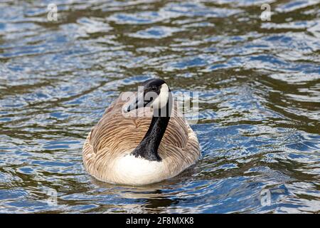 Eine Kanadagans (Branta canadensis) schwimmt in Nahaufnahme auf der Wasseroberfläche. Stockfoto