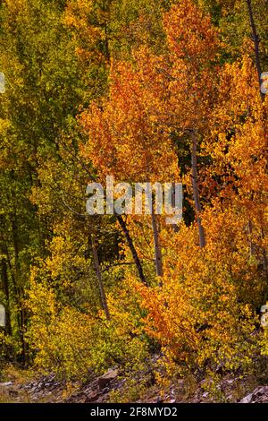 Aspen Bäume entlang Lime Creek Road im Herbst, San Juan National Forest, San Juan County, Colorado Stockfoto